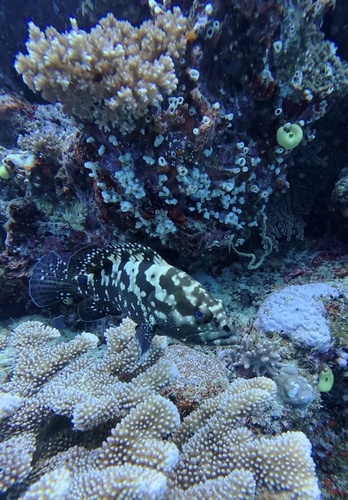 Epinephelus polyphekadion observed 2026-09-30