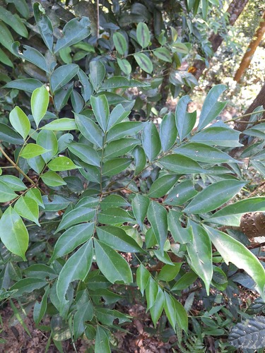 Archidendron lucidum observed 2026-09-27