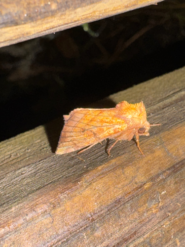 Oligophagous Fern Borer Moths photo 2