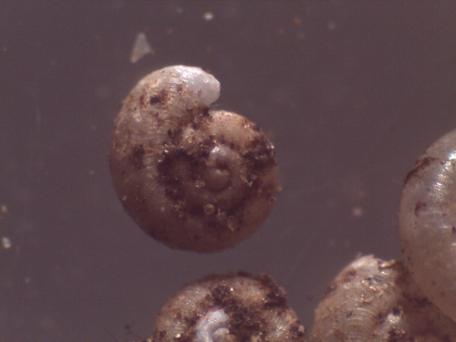 Striatura meridionalis observed 2026-09-26