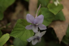 Viola rostrata