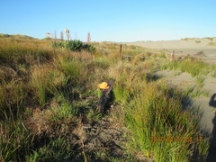 Porrhothele