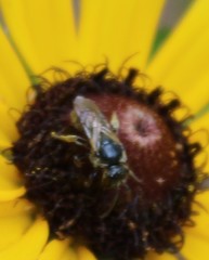 Hemihalictus