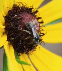 Hemihalictus