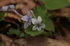Viola rostrata