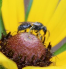 Hemihalictus
