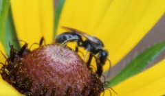 Hemihalictus