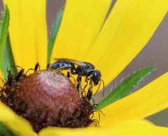 Hemihalictus