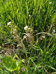 Capsella bursa-pastoris