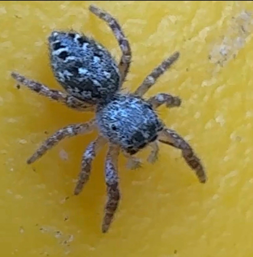 Pelegrina flavipedes