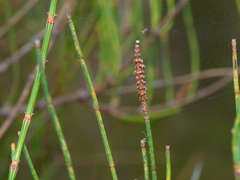 Allocasuarina paludosa