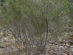 Allocasuarina paludosa