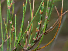 Allocasuarina paludosa