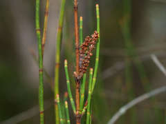Allocasuarina paludosa