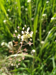 Capsella bursa-pastoris