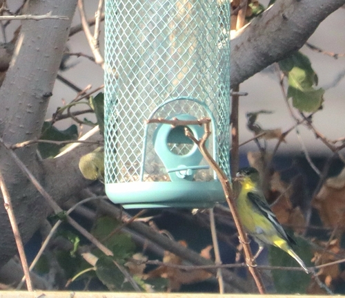 Lesser Goldfinch