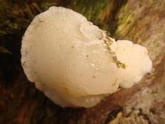Favolaschia pustulosa