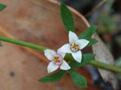 Cyanothamnus nanus nanus