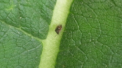 Stagonomus bipunctatus pusillus