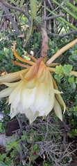 Cactaceae