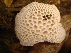 Favolaschia pustulosa