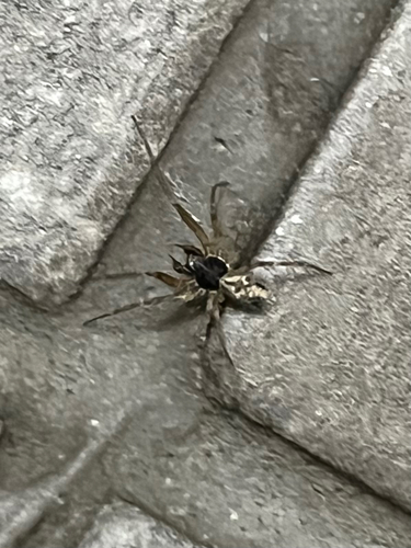Long-spined Thread Meshweaver