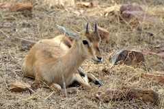 Gazella bennettii