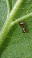 Stagonomus bipunctatus pusillus