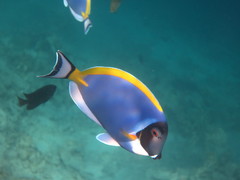 Powder-Blue Surgeonfish photo 4