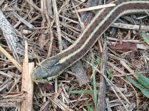 Western Terrestrial Garter Snake