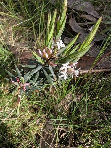 Brachyloma depressum, 2026-09-24
