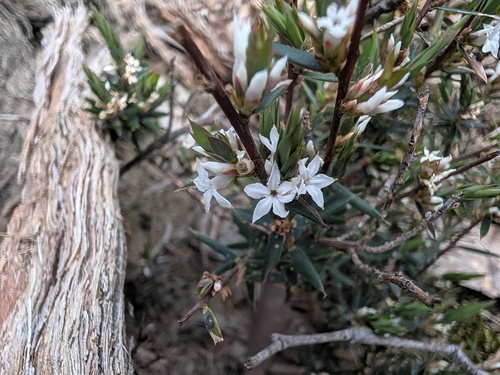 Brachyloma depressum, 2026-09-24