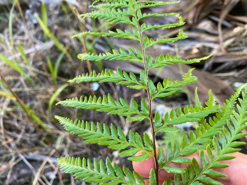 Pityrogramma calomelanos observed 2026-09-29