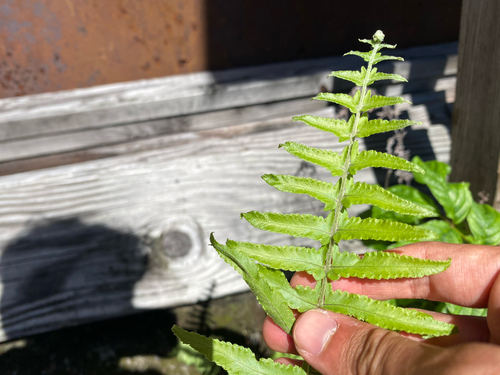 Nephrolepis brownii observed 2026-09-29
