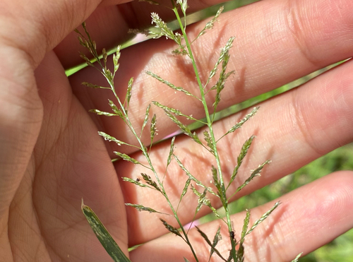 Sporobolus diandrus observed 2026-09-28