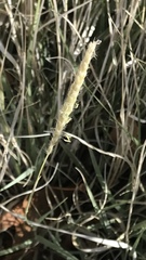 Hilaria rigida
