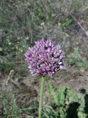 Allium