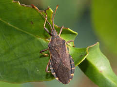 Gelonus tasmanicus