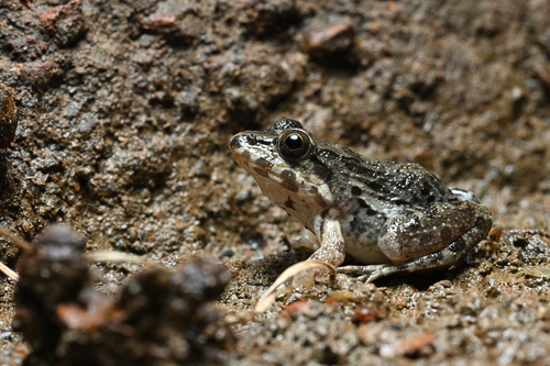 Fejervarya cancrivora observed 2026-07-29