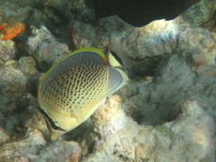 Chaetodon guttatissimus