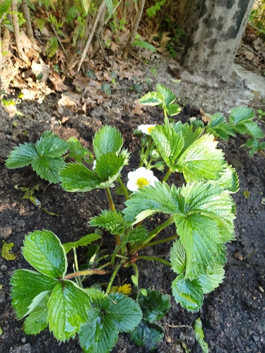 woodland strawberry