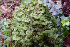 Hymenophyton flabellatum