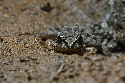 Fejervarya cancrivora observed 2026-07-29