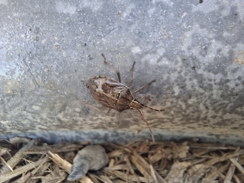 Poecilometis parilis