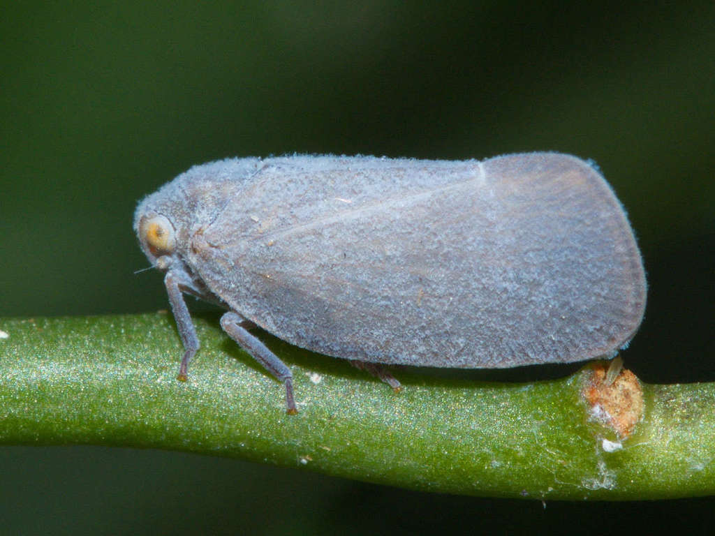 Anzora