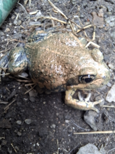 Eastern Banjo Frog