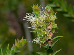 Melaleuca squarrosa