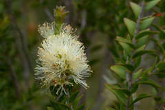 Melaleuca squarrosa