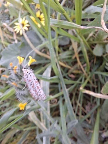 Heliotrope Moth