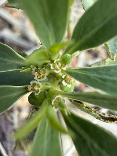 Squareseed Spurge